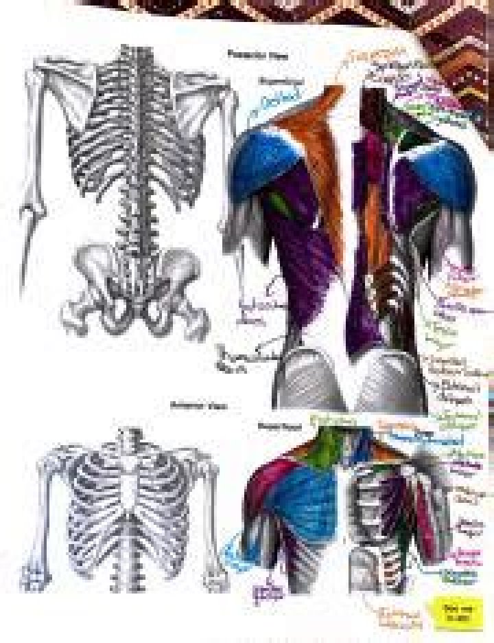 3D Anatomy | Study With Us