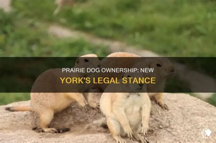 Can You Own A Prairie Dog In New York
