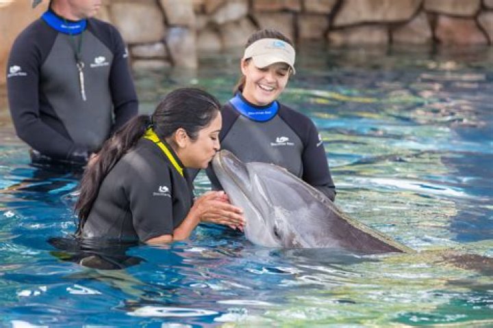 Can You Swim With Dolphins At Seaworld San Antonio